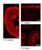 Platelet glycoprotein 4 antibody, ARP48127_P050, Aviva Systems Biology, Immunohistochemistry frozen image 