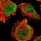 F-Box Protein 8 antibody, HPA002885, Atlas Antibodies, Immunofluorescence image 