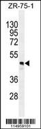 FUT4 antibody, 61-497, ProSci, Western Blot image 