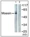 Moesin antibody, AP31328PU-N, Origene, Western Blot image 