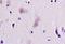 Microtubule Associated Protein Tau antibody, orb158562, Biorbyt, Immunohistochemistry paraffin image 