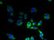 HIG1 Hypoxia Inducible Domain Family Member 1B antibody, A68006-100, Epigentek, Immunofluorescence image 