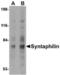 Syntaphilin antibody, TA306581, Origene, Western Blot image 
