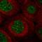 Transmembrane Protein 94 antibody, HPA008423, Atlas Antibodies, Immunocytochemistry image 