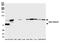 Catenin Beta 1 antibody, A700-086, Bethyl Labs, Western Blot image 