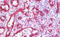 Serum deprivation-response protein antibody, MBS248059, MyBioSource, Immunohistochemistry frozen image 