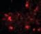 Dishevelled Binding Antagonist Of Beta Catenin 2 antibody, orb89212, Biorbyt, Immunofluorescence image 