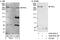 FRY Like Transcription Coactivator antibody, A302-644A, Bethyl Labs, Western Blot image 