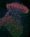 Neurotrophic Receptor Tyrosine Kinase 2 antibody, AF1494, R&D Systems, Immunohistochemistry paraffin image 
