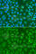CpG-binding protein antibody, A5814, ABclonal Technology, Immunofluorescence image 