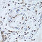 Proteasome 26S Subunit, Non-ATPase 13 antibody, 14-453, ProSci, Immunohistochemistry frozen image 