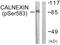 Calnexin antibody, LS-C198716, Lifespan Biosciences, Western Blot image 
