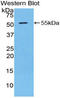 Granzyme D antibody, LS-C714360, Lifespan Biosciences, Western Blot image 