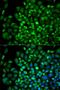 Ribosomal Protein S28 antibody, orb326551, Biorbyt, Immunocytochemistry image 