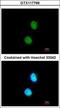 LSM4 Homolog, U6 Small Nuclear RNA And MRNA Degradation Associated antibody, GTX117766, GeneTex, Immunocytochemistry image 