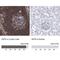 DEF6 Guanine Nucleotide Exchange Factor antibody, NBP1-81618, Novus Biologicals, Immunohistochemistry paraffin image 