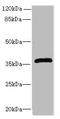 Ephrin B3 antibody, A56631-100, Epigentek, Western Blot image 