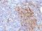 Ferritin, mitochondrial antibody, orb386089, Biorbyt, Immunohistochemistry paraffin image 