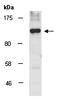 Protein Tyrosine Phosphatase Non-Receptor Type 14 antibody, orb67295, Biorbyt, Western Blot image 