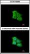 PIMT antibody, orb181673, Biorbyt, Immunofluorescence image 