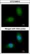Heat Shock Protein Family B (Small) Member 8 antibody, GTX104815, GeneTex, Immunocytochemistry image 
