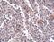 Synaptophysin-like protein 2 antibody, PA5-20776, Invitrogen Antibodies, Immunohistochemistry paraffin image 