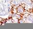 Serine/threonine-protein kinase PAK 3 antibody, F50892-0.4ML, NSJ Bioreagents, Western Blot image 