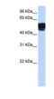 Zinc Finger Protein 681 antibody, NBP1-79464, Novus Biologicals, Western Blot image 