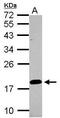 Lipocalin 15 antibody, PA5-31997, Invitrogen Antibodies, Western Blot image 