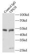 VPS28 Subunit Of ESCRT-I antibody, FNab09434, FineTest, Immunoprecipitation image 
