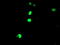 ETS domain-containing protein Elk-3 antibody, LS-C173330, Lifespan Biosciences, Immunofluorescence image 