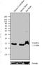 Vesicle Associated Membrane Protein 2 antibody, NB300-595, Novus Biologicals, Western Blot image 