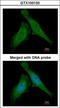 DNA damage-binding protein 1 antibody, LS-C185341, Lifespan Biosciences, Immunocytochemistry image 
