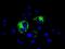 Mitochondrial Translational Release Factor 1 Like antibody, MA5-25064, Invitrogen Antibodies, Immunocytochemistry image 