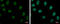 TruB Pseudouridine Synthase Family Member 1 antibody, GTX120395, GeneTex, Immunocytochemistry image 
