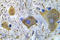 Glutamate Ionotropic Receptor NMDA Type Subunit 1 antibody, LS-C178153, Lifespan Biosciences, Immunohistochemistry paraffin image 
