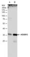 Homeobox protein Hox-B13 antibody, NBP2-43655, Novus Biologicals, Western Blot image 