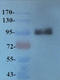 CD49D antibody, orb229830, Biorbyt, Western Blot image 