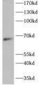 Proto-oncogene c-Rel antibody, FNab10326, FineTest, Western Blot image 