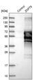 Zinc Finger Protein 79 antibody, PA5-56024, Invitrogen Antibodies, Western Blot image 