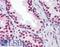 Cbfa1 antibody, LS-B4294, Lifespan Biosciences, Immunohistochemistry frozen image 