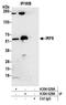Interferon Regulatory Factor 8 antibody, A304-028A, Bethyl Labs, Immunoprecipitation image 