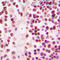 CREB Binding Protein antibody, LS-B14818, Lifespan Biosciences, Immunohistochemistry frozen image 