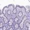 Protein FAM169A antibody, HPA041574, Atlas Antibodies, Immunohistochemistry frozen image 