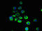 Ring Finger Protein 103 antibody, LS-C376475, Lifespan Biosciences, Immunofluorescence image 