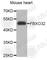 F-Box Protein 32 antibody, A6825, ABclonal Technology, Western Blot image 