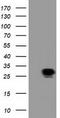 Sepiapterin Reductase antibody, TA501984, Origene, Western Blot image 