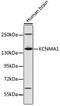 Potassium Calcium-Activated Channel Subfamily M Alpha 1 antibody, 16-925, ProSci, Western Blot image 