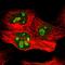 ETS Variant 4 antibody, HPA005768, Atlas Antibodies, Immunofluorescence image 