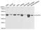 Cell Division Cycle 25C antibody, LS-C746941, Lifespan Biosciences, Western Blot image 